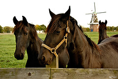 Friesians in their native Holland state, North Friesland.
