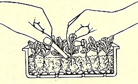 5. When seedlings are large enough, thin out weaker ones, leaving about 1 in (2.5 cm) between each plant.