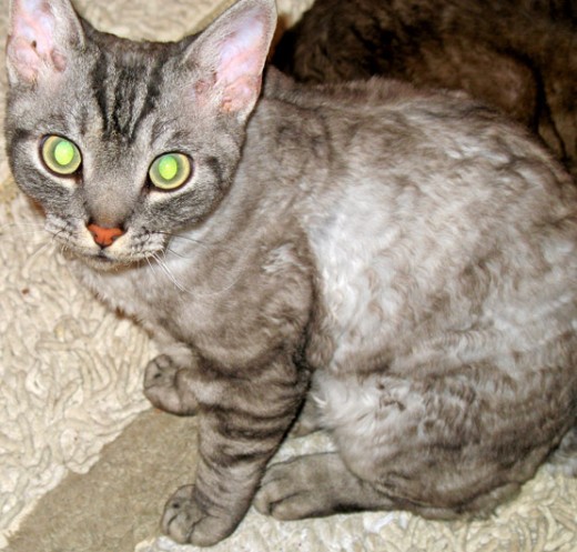 Miracle (who barely survived infancy) displays classic Devon Rex characteristics.