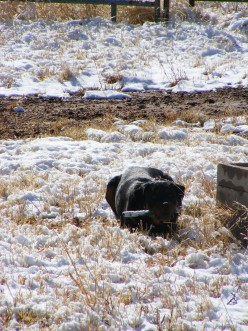 How to Prevent and Treat Frostbite in Dogs