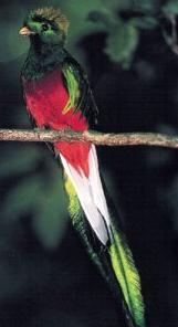 This bird is sacred to the Toltec and the Mayan. When its feathers were used, it was captured alive and then released afterwords.