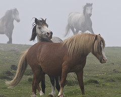 Ponies on the Mountain