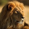 Rick Nischalke profile image