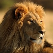 Rick Nischalke profile image