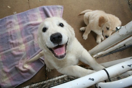 Behold the Dog Gate