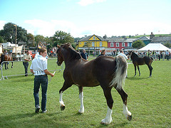 A well built and well turned out Welsh Cob.
