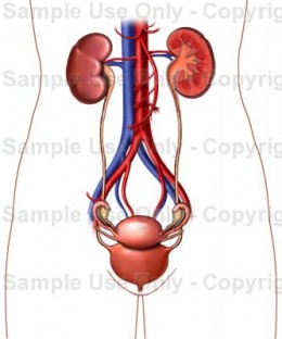 The Parts And Function Of The Urinary System Hubpages