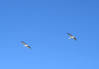 Pelicans soaring