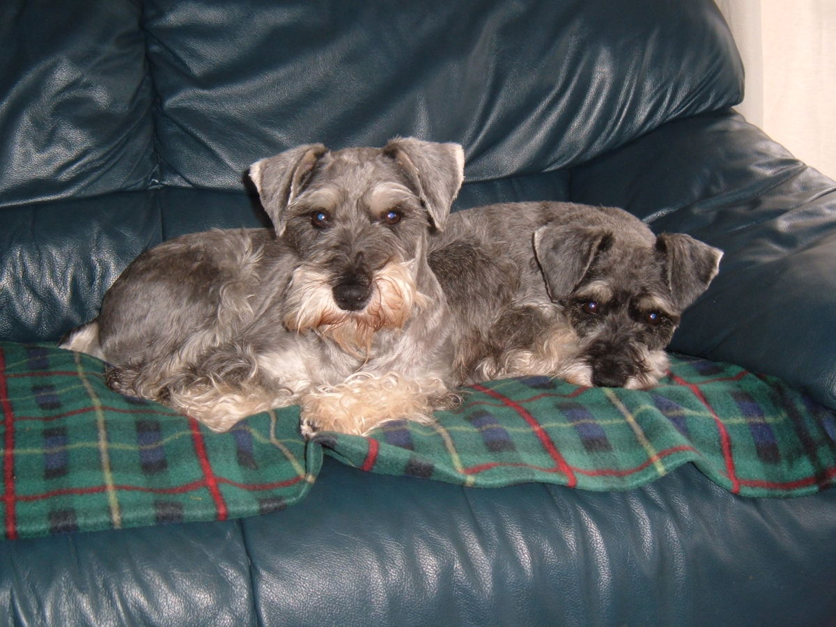 Tips and advice on owning a miniature schnauzer HubPages