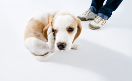 Dog fleas on a not so happy Beagle