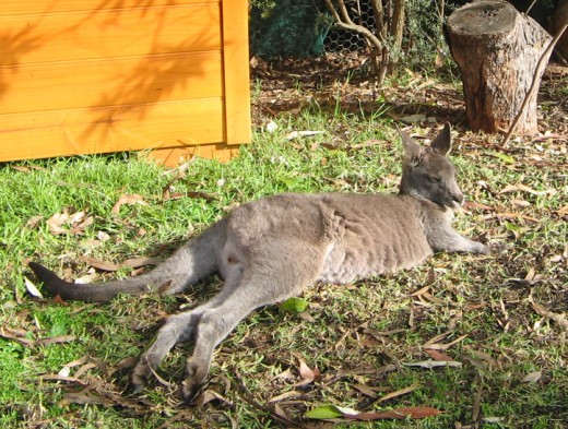 A Kangaroo being nursed back to health after bushfires.