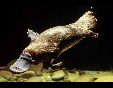  The Platypus. A unique Australian Monotreme