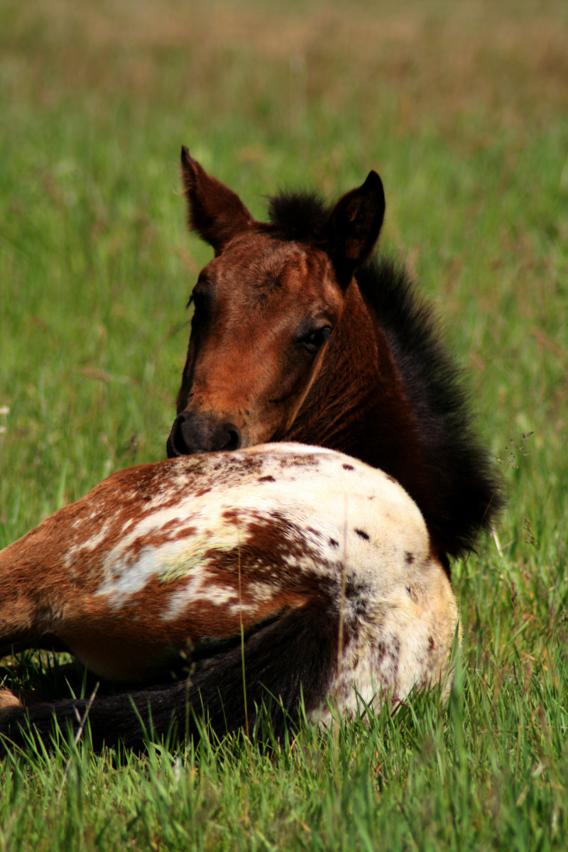 Foal with hip blanket.