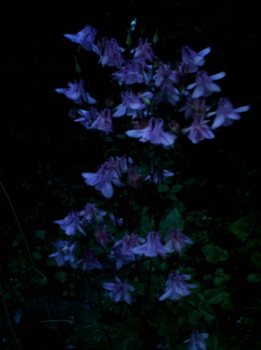 Native plants are usually best for native bees, 