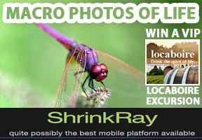 The Macro Photos of Life asks photographers to magnify pics of the smallest living subjects.