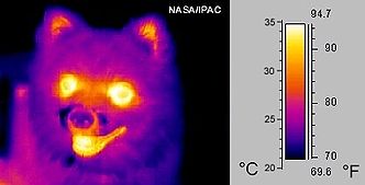 Thermal image of a dog