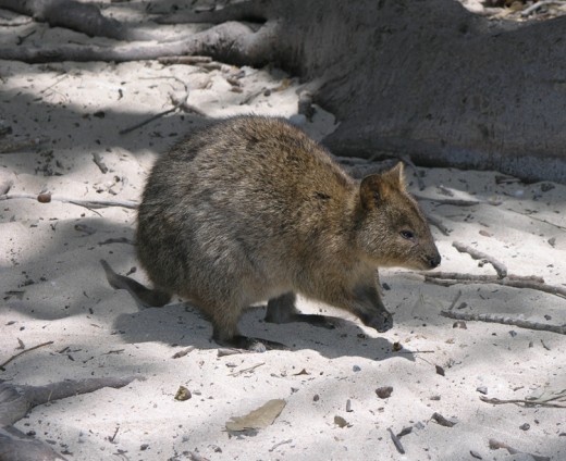 The Quokka is a native of Rottnest and is a marsupial.