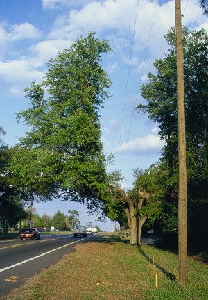 Most important tree planting tip: select the proper location for planting.