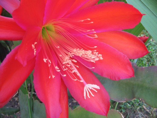 Red flower optimised from 9 meg to 1 meg.