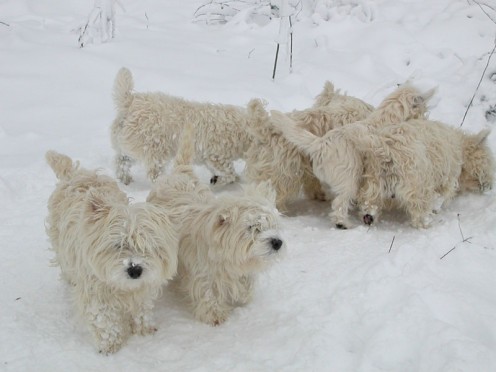 Anyone want a puppy? (In case you're wondering, they're West Highland Terriers)