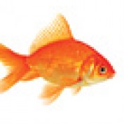 Ecommerce-Quotes profile image