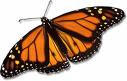 Monarch Butterfly    fohn.net photo