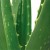 aloe vera plant (source: http://www.ageless.co.za/herbs/aloe-vera.jpg) aloe vera plant (source: http://www.ageless.co.za/herbs/aloe-vera.jpg)