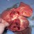 Right ventricle reveals heartworms. After a dog dies, the heartworms leave the heart chamber and can be found in the major arteries of the lungs. Right ventricle reveals heartworms. After a dog dies, the heartworms leave the heart chamber and can be found in the major arteries of the lungs.
