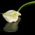 Calla Lilly Calla Lilly