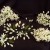 Orange Blossom Orange Blossom
