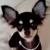 charly1905 profile image