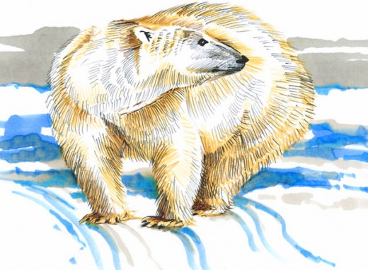 Polar Bear by rlz