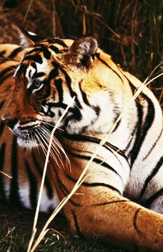 Bengal Tiger 