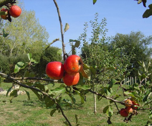 You will find apples grown in every garden.