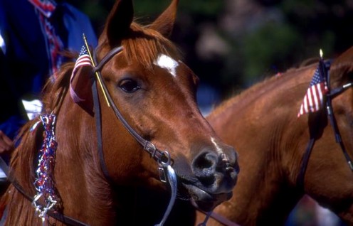 Which horseback riding style is right for you?