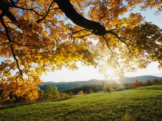 Be Fruitful and Fill the Earth