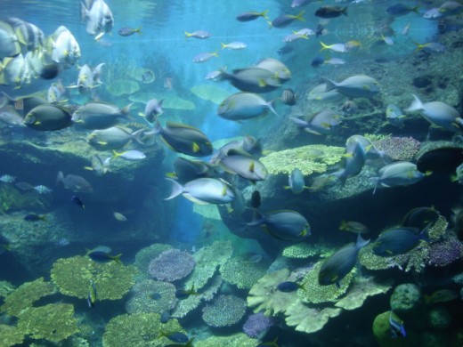 @ Siam Paragon Ocean World - Southeast Asia's Largest Aquarium