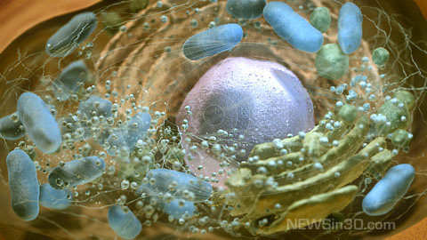 Human cell - computer image
