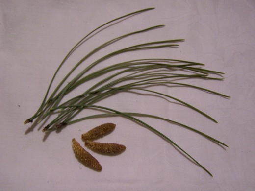 A few needles and flowers from a ponderosa pine.