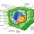 Labeled diagram of eukaryotic plant cell structure. M. Ruiz.