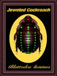 Scarab-like, a 'roach set as a jewel.    photo byteland.com