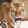 truepal profile image