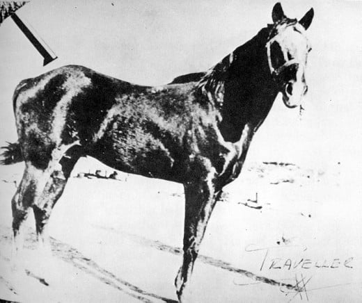 Traveler in 1911. This was a famous foundation sire of the breed "Quarter Horse."