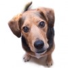 Adopt-a-Dog profile image