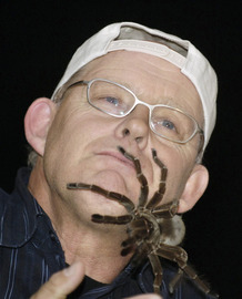 A Goliath Tarantula explores the face of Ruud Kleinpaste of Animal Planet. If you wuz a tarantula, wouldn't you just have to give one of those ears a nip?    photo dailyherald.com