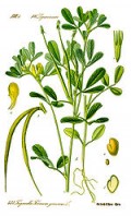 Fenugreek and How to Increase Breastmilk
