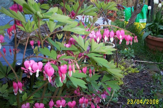 Bleeding hearts look great and offer great shelter for frogs and toads in the spring