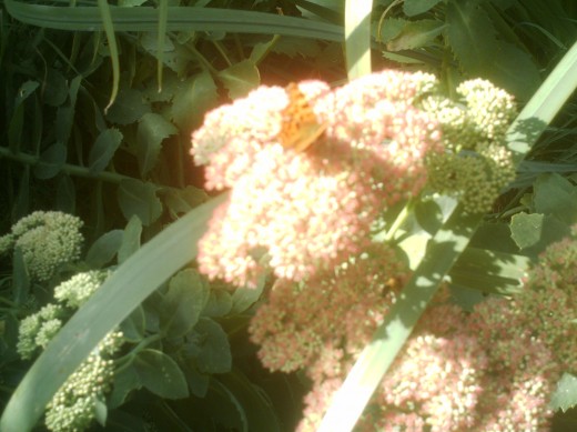 Autumn Sedum for shade around the pond