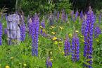 The cover these plants give is ideal for frogs and toads