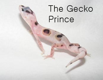 Mack Snow Enigma